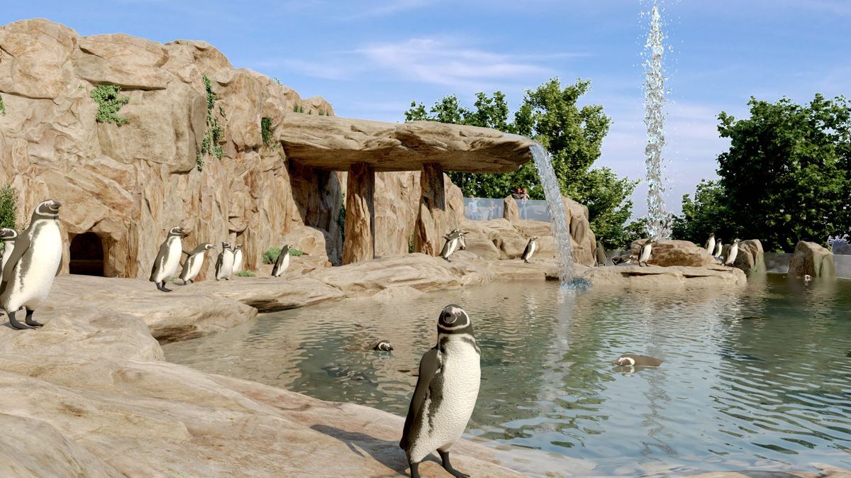 V Ostravě chystají chov tučňáků. Lidé je budou pozorovat hlavně pod vodou